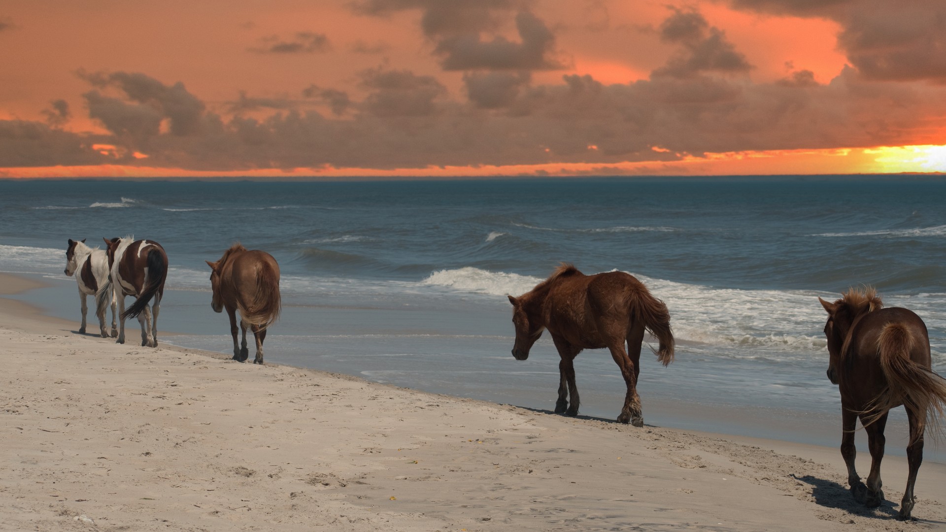 Assateague Island - Wild Horse